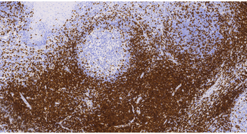 CD3(C3E7),MMab